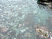 十六島海苔（うっぷるいのり）の採れる平田の海
