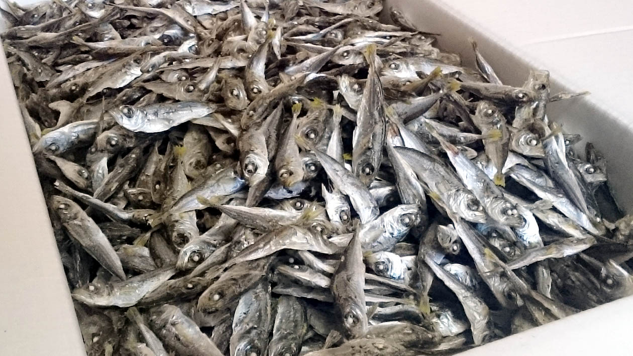 鯵煮干し